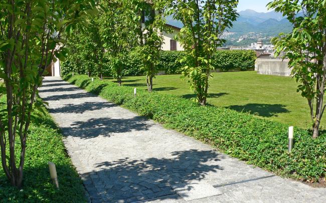 Alberi sul tetto verde